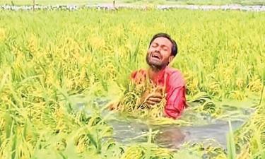 কালীগঞ্জে অতিবৃষ্টিতে ডুবল ১৮ লাখ টাকার ধান, কাঁদছে কৃষক