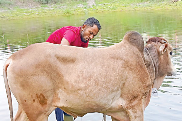 কোরবানির পশু যদি আগে কেনেন