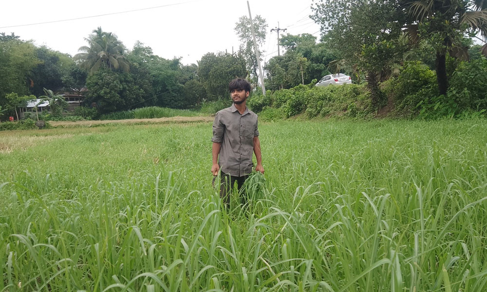 ধানক্ষেতে ঘাস চাষ, লাভ পাঁচগুণ
