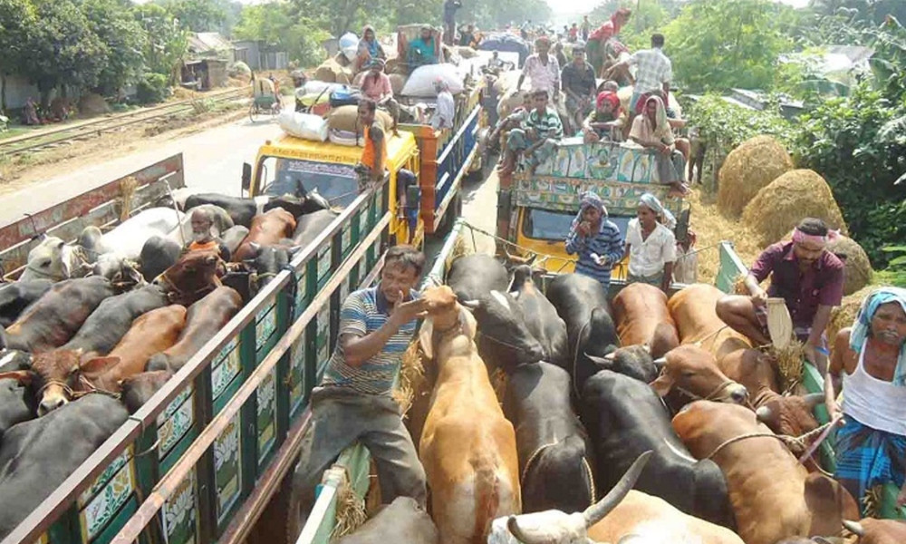 ঈদে পশু পরিবহনে নতুন নির্দেশনা
