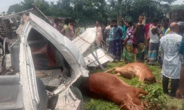 কোরবানির গরুবাহী গাড়ি উল্টে চালক নিহত, আহত ৩