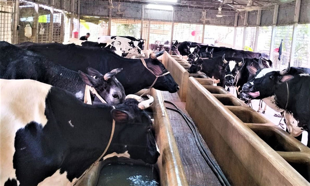 টাঙ্গাইলে উদ্বৃত্ত ৪০ হাজার পশু, শঙ্কায় খামারিরা