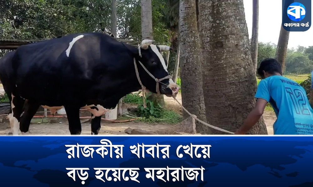 এবারের কোরবানির ঈদে হাট কাঁপাতে আসছে দিনাজপুরের মহারাজা