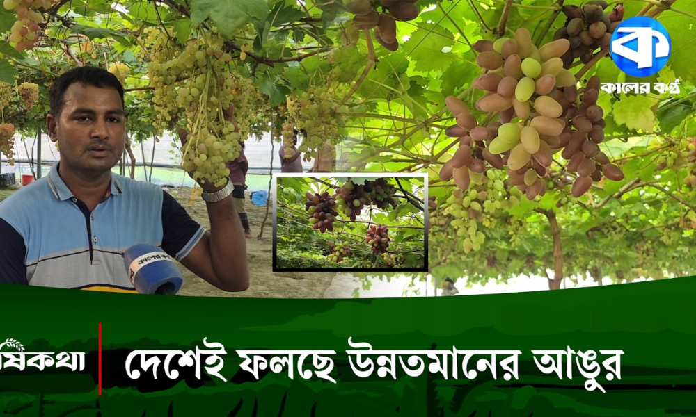 বিদেশি জাতের আঙুর চাষে নাটোরের আমজাদের সাফল্য