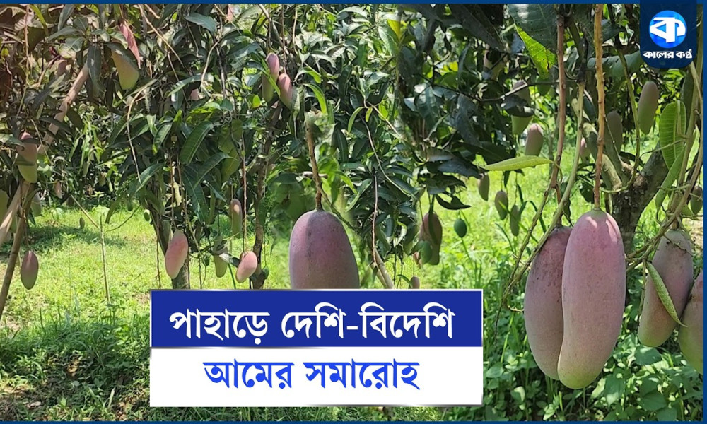 পানছড়িতে দেশি-বিদেশি আম চাষে সম্ভাবনার নতুন দিগন্ত