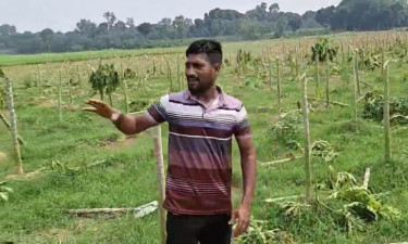 দামুড়হুদায় কৃষকের ফলন্ত পেঁপে বাগান কেটে ফেলল দুর্বৃত্তরা