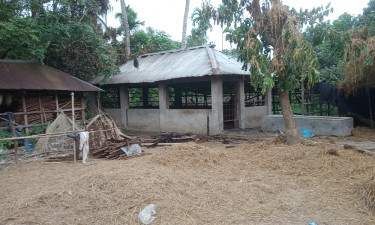 বাগেরহাটে গোয়ালঘরে অগ্নিকাণ্ডে ৪ গরুর মৃত্যু