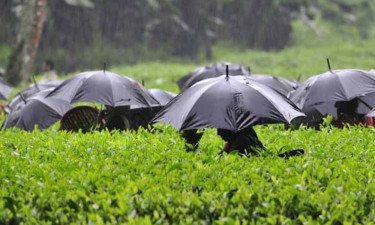 মৌলভীবাজারে বজ্রাঘাতে ৫ চা শ্রমিক আহত