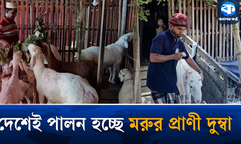 নাটোরের দুম্বা খামারির গল্প এখন সবার অনুপ্রেরণা