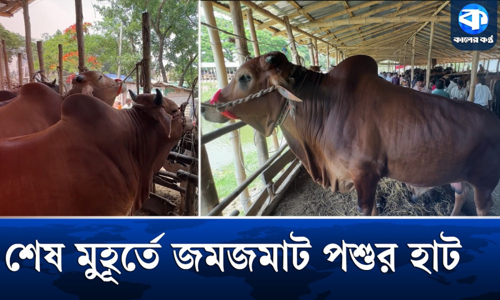 ঈদকে ঘিরে জমে উঠেছে পেকুয়ার ঐতিহ্যবাহী পশুর হাট