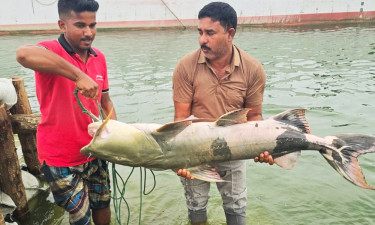 পদ্মার এক বাঘাইড় ৬৫৬৭৫ টাকায় বিক্রি