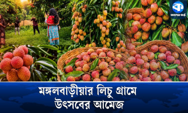 এক গ্রাম থেকেই ১০ কোটি টাকার লিচু বিক্রির আশা!