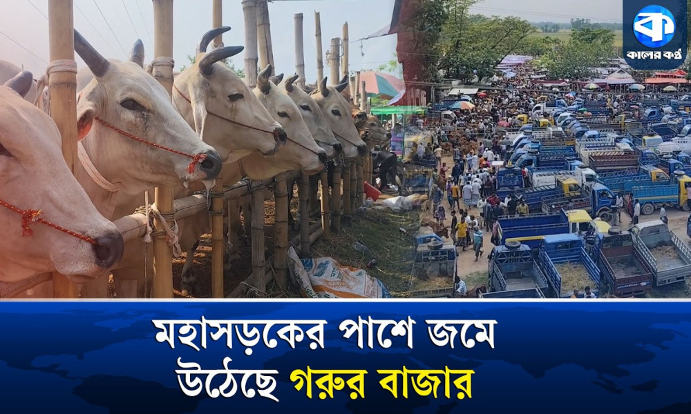 কুমিল্লায় জমে উঠেছে ঐতিহ্যবাহী মিরশানী গরুর হাট