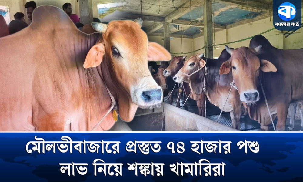 খামারে খামারে কোরবানির পশু, লাভ হবে নাকি লোকসান?
