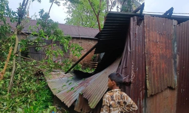 বোচাগঞ্জে গাছচাপায় প্রাণ গেল নারীর