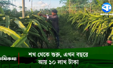 ড্রাগন ফলে বদলে গেছে কলেজ শিক্ষার্থীর জীবন