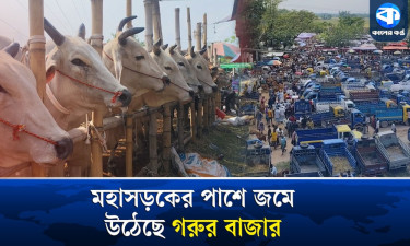কুমিল্লায় জমে উঠেছে ঐতিহ্যবাহী মিরশানী গরুর হাট
