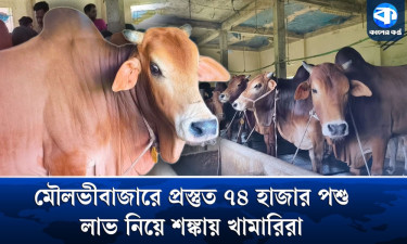 খামারে খামারে কোরবানির পশু, লাভ হবে নাকি লোকসান?
