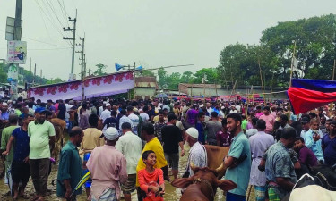 কালীগঞ্জে জমে উঠেছে কোরবানির পশুর হাট