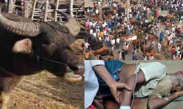 কোরবানি হাটে মহিষের গুঁতোয় নিহত ২