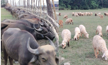 মীরসরাইয়ে মহিষ-ভেড়ার বিশেষ পশুর হাট
