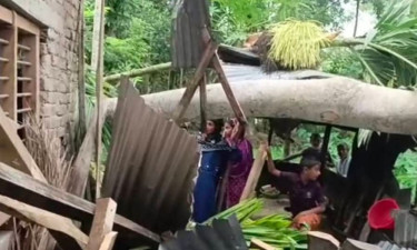 পিরোজপুরে ঝড়ে গাছচাপায় নারী নিহত