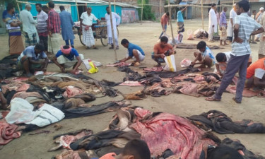 তাড়াশে চামড়ার বাজারে এবারও ধস