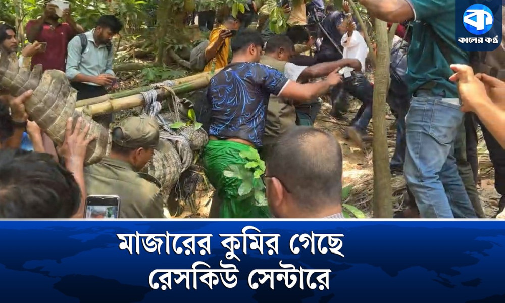 মাজারের কুমির এখন রেসকিউ সেন্টারে