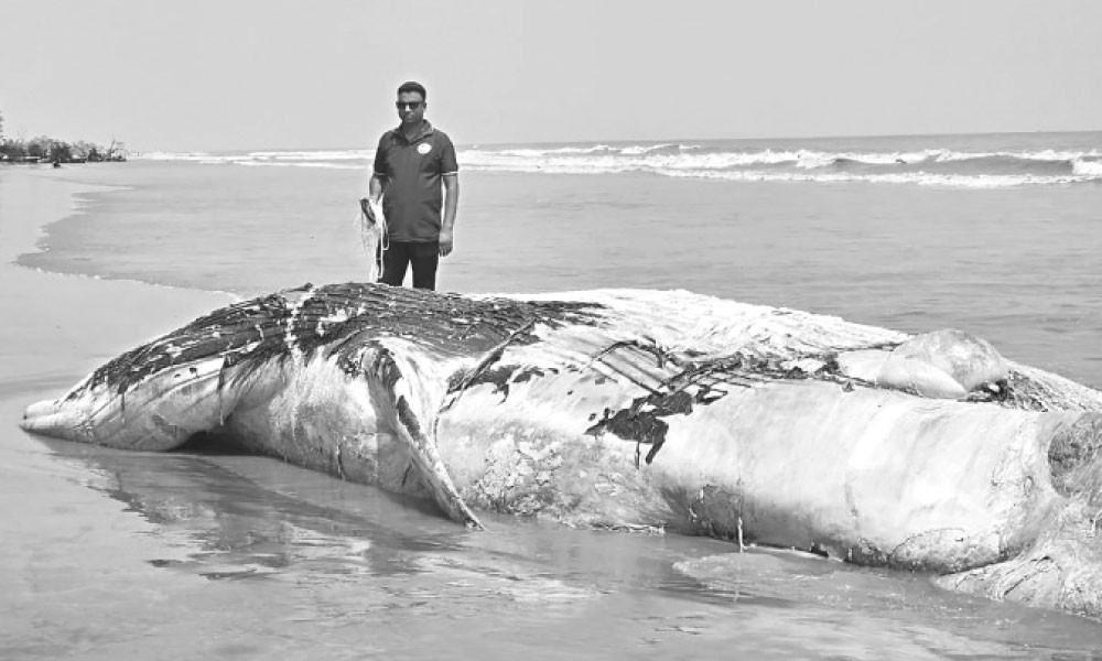 কুয়াকাটা সমুদ্রসৈকত