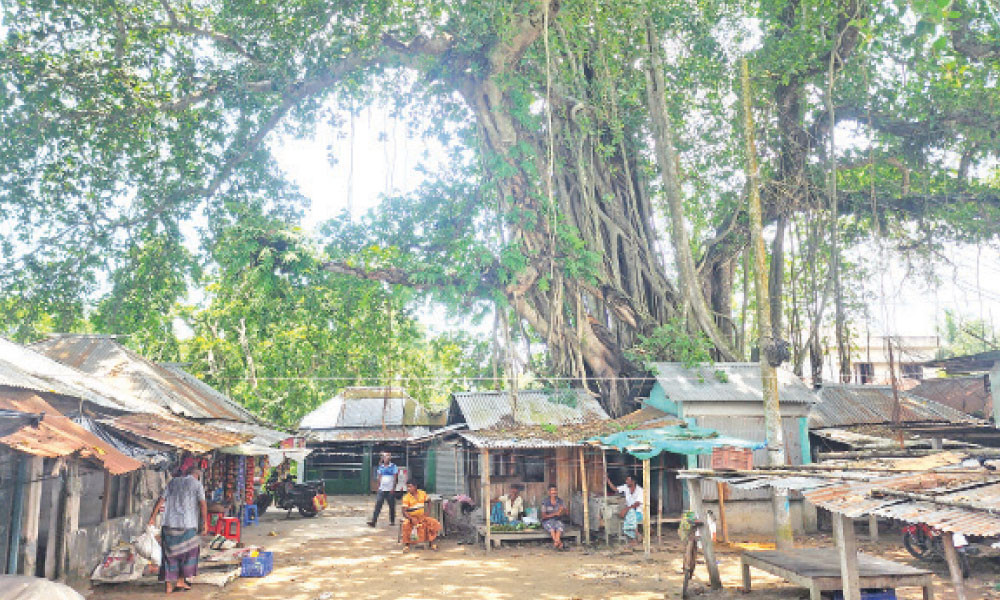 চিত্রার পারে বটের ছায়ায় শতবর্ষী হাট