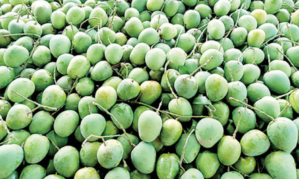 রাজশাহীতে আমের বাজার মন্দা