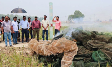 সিংড়ায় অর্ধশতাধিক নিষিদ্ধ চায়না দুয়ারি জাল ধ্বংস