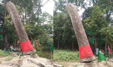 ঝড়ে মাটিতে পড়ে যাওয়া গাছ ফের দাঁড়িয়ে গেল!