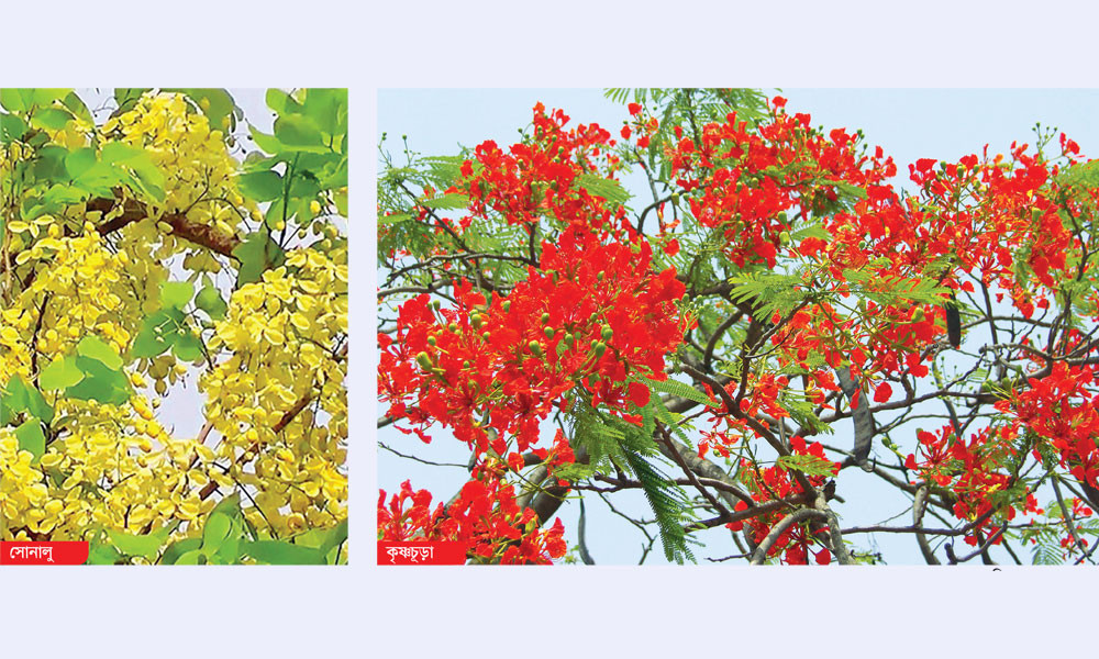 গ্রীষ্মের ফুল
