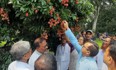 লিচু সংরক্ষণে হিমাগার স্থাপনের আশ্বাস বাণিজ্যমন্ত্রীর