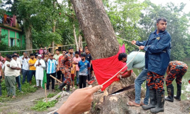 ‘দাঁড়িয়ে যাওয়া’ আলোচিত সেই গাছ কেটে ফেলল প্রশাসন