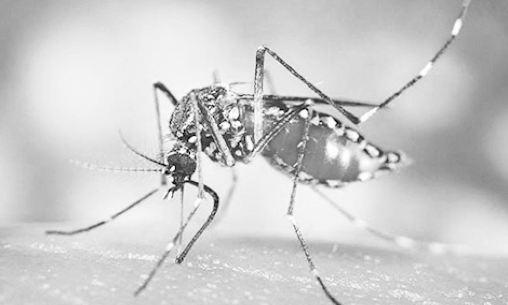 মশার উপদ্রব বন্ধ হোক