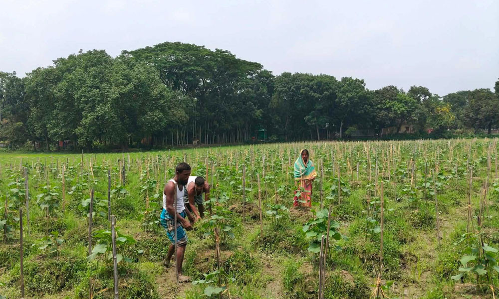 বর্ষা মৌসুমে স্তূপাকার পদ্ধতিতে শসা চাষ