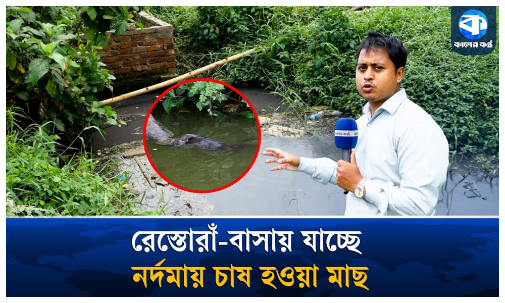 রাজধানীর নর্দমায় বেড়ে ওঠা মাছ যাচ্ছে খাবার টেবিলে!