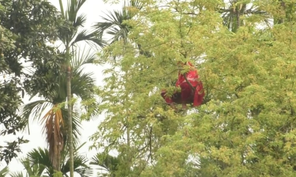 কুড়িগ্রামে আবারো তেঁতুল গাছের মগডালে এক নারী