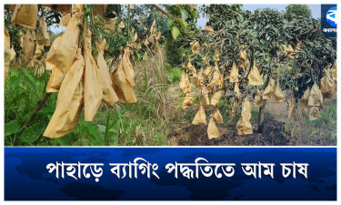 ব্যাগিং পদ্ধতিতে আম চাষে ঝুঁকছেন পানছড়ির কৃষকরা