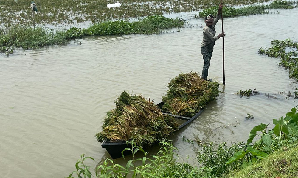 হাওরের প্রতিবেশ বিপন্ন, হুমকিতে জীবন-জীবিকা