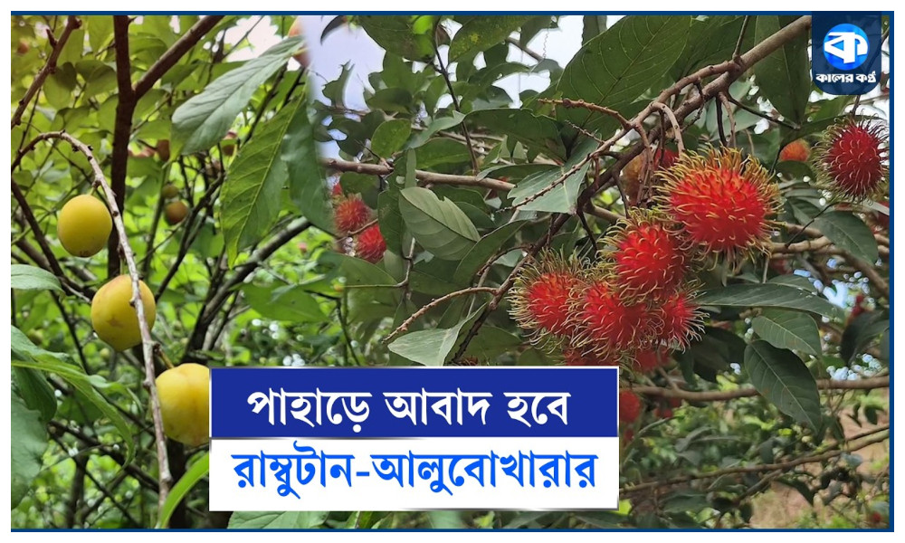 বিদেশি ফল রাম্বুটান-আলুবোখারার আবাদ হবে বাংলাদেশে