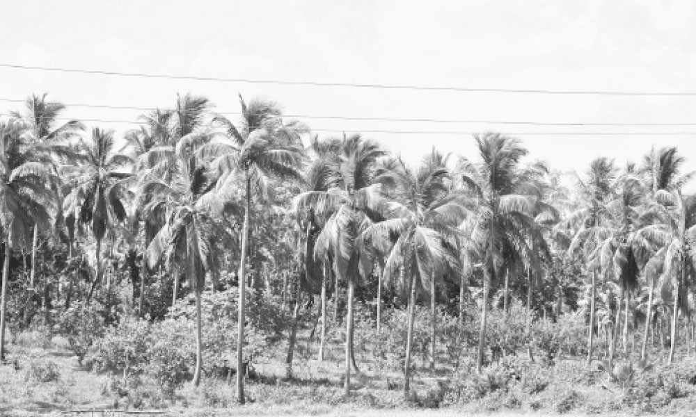 শহীদ জিয়ার বাগান ধ্বংসের পথে