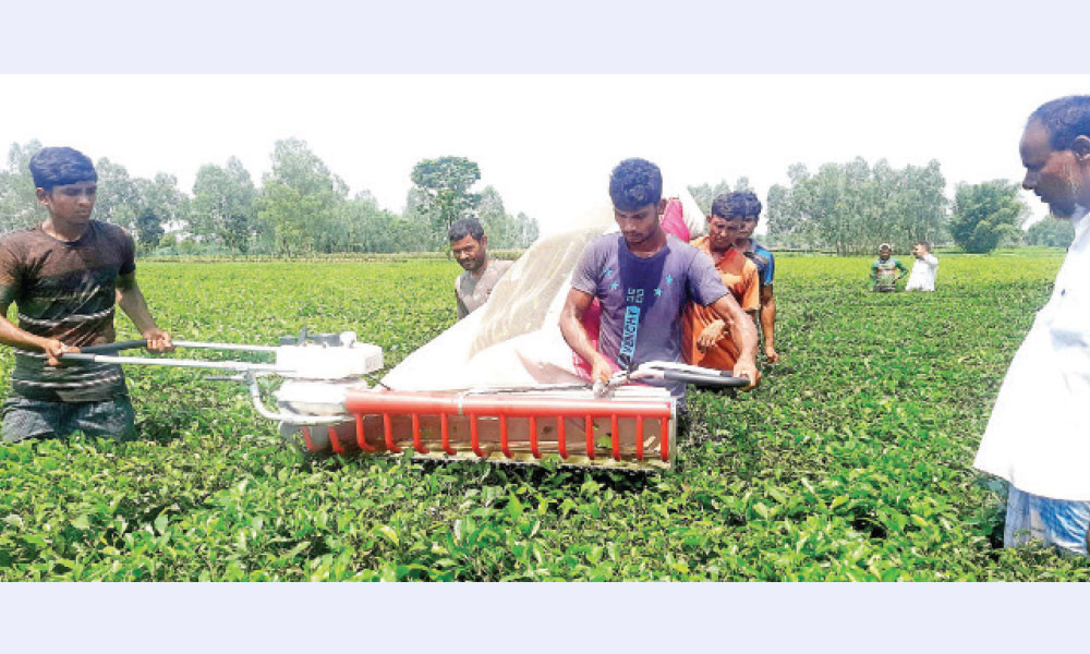 অর্থনীতির নতুন শক্তি সমতলের চা-বাগান
