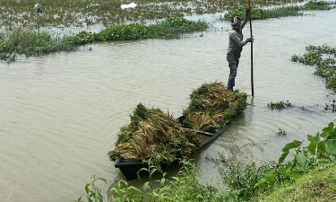 হাওরের প্রতিবেশ বিপন্ন, হুমকিতে জীবন-জীবিকা