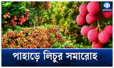খাগড়াছড়িতে লিচুর প্রাচুর্যে চাষিদের মুখে স্বস্তির হাসি