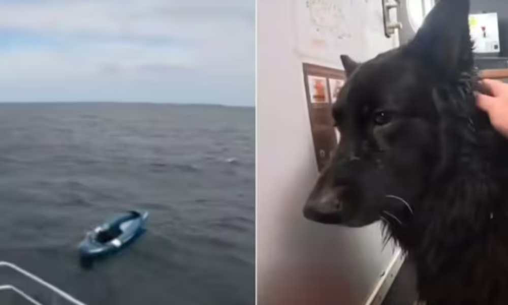 উত্তর সাগরে ভেসে যাওয়া কায়াক থেকে কুকুর উদ্ধার