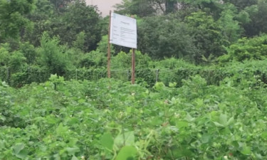 লবণাক্ত মাটিতে সফল তুলা চাষ, বিঘাপ্রতি অর্ধলক্ষ টাকা আয়ের সম্ভাবনা
