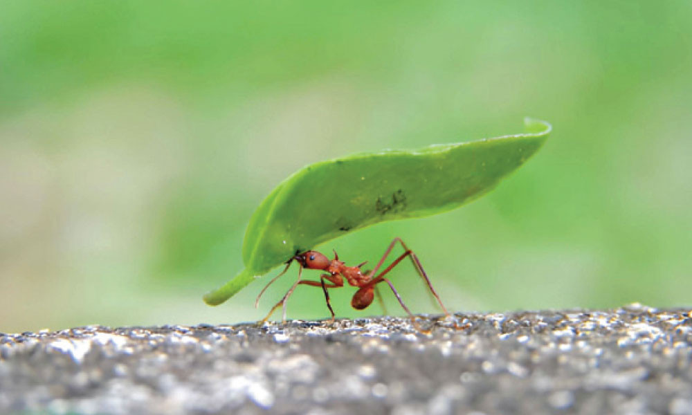 আমরা কি পিপীলিকারও অধম